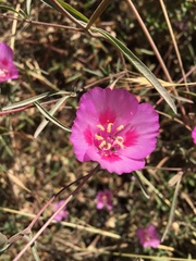 Clarkia rubicunda