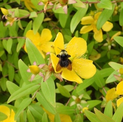 Bombus californicus