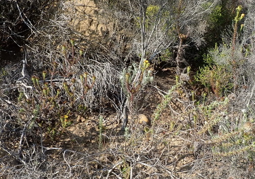Image of Oedera imbricata by (c) Nicola van Berkel, some rights reserved (CC BY-SA)