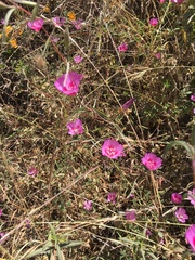 Clarkia rubicunda