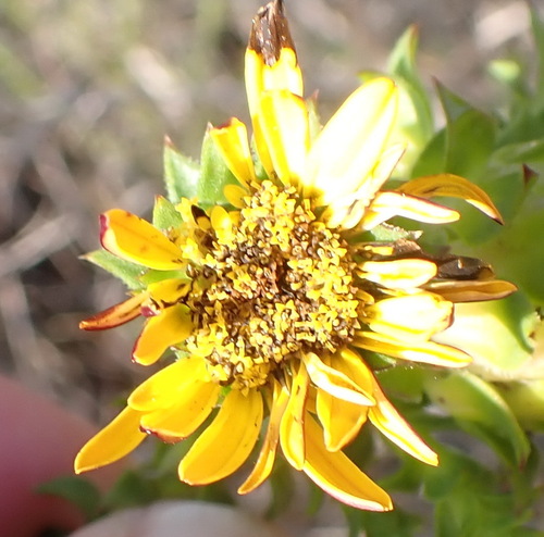 Image of Oedera imbricata by (c) Nicola van Berkel, some rights reserved (CC BY-SA)