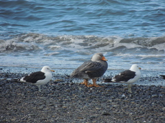 Tachyeres leucocephalus