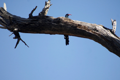 Phoeniculus purpureus