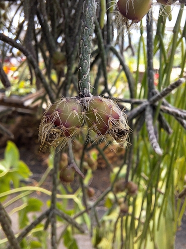 Rhipsalis pilocarpa, photograph 3