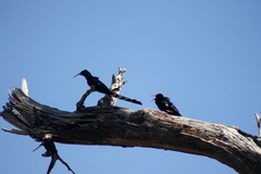 Phoeniculus purpureus