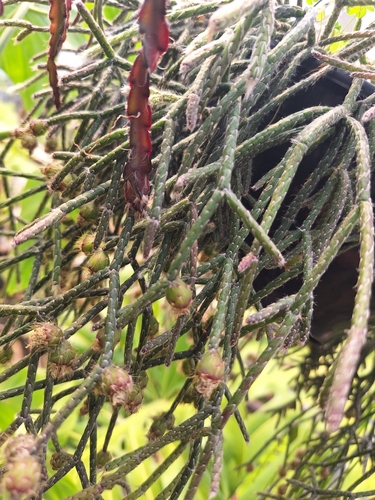 Rhipsalis pilocarpa, photograph 4
