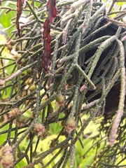 Rhipsalis pilocarpa, photograph (c) Jefferson Ferreira, some rights reserved (CC BY)