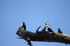 Phoeniculus purpureus