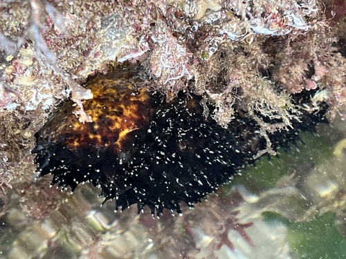 Photo of Cotton-spinner (Holothuria forskali)