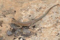 Uta stansburiana uniformis