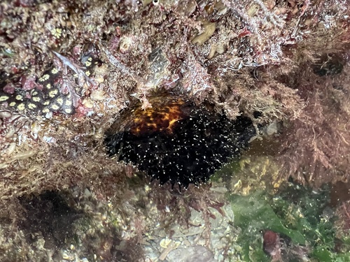 Photo of Cotton-spinner (Holothuria forskali)