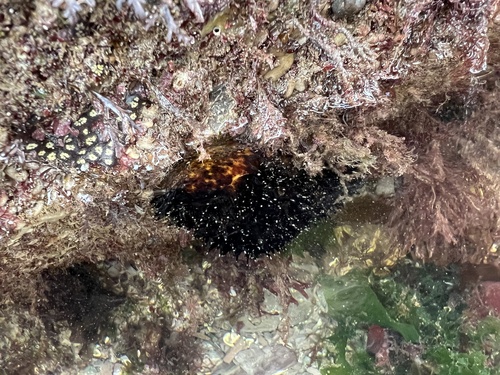 Photo of Cotton-spinner (Holothuria forskali)