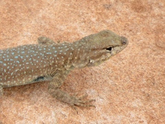 Uta stansburiana uniformis