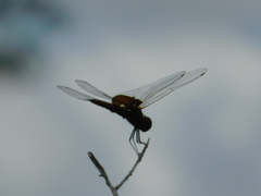 Tramea carolina