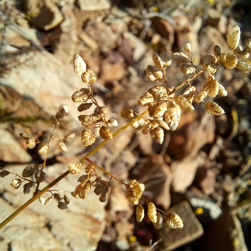 Image of Eragrostis obtusa by (c) kevin koen, some rights reserved (CC BY-SA)
