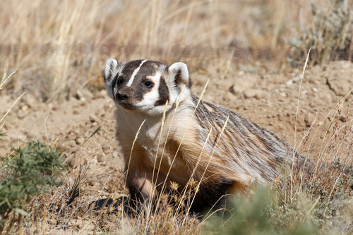 American Badger photographed in Wyoming