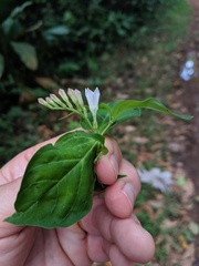Spigelia