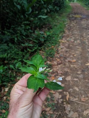 Spigelia