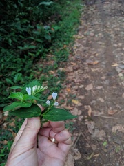 Spigelia