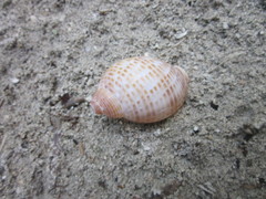 Tonna perdix