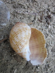 Tonna perdix