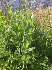 Grindelia stricta angustifolia