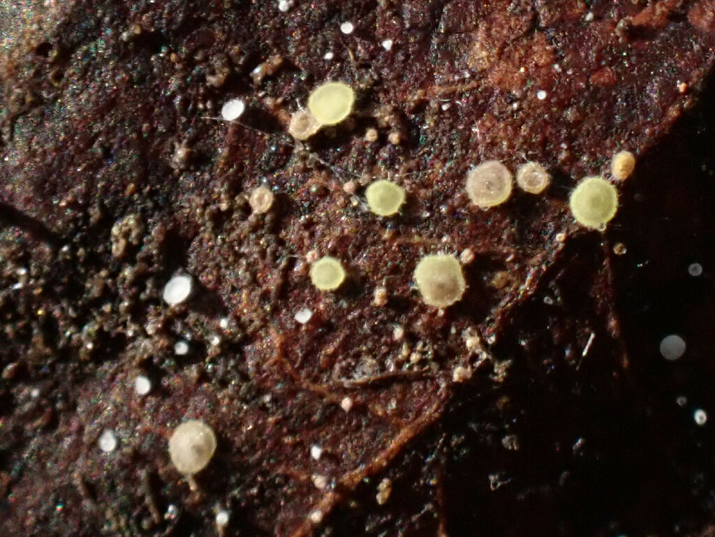 Calycellina punctata