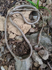 Oxybelis potosiensis