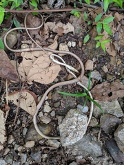 Oxybelis potosiensis