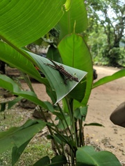 Anolis beckeri
