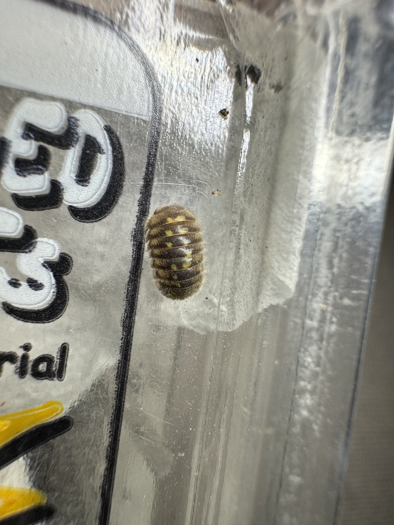 Hairy Pill Woodlice