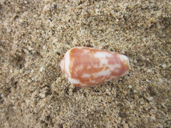 Conus catus
