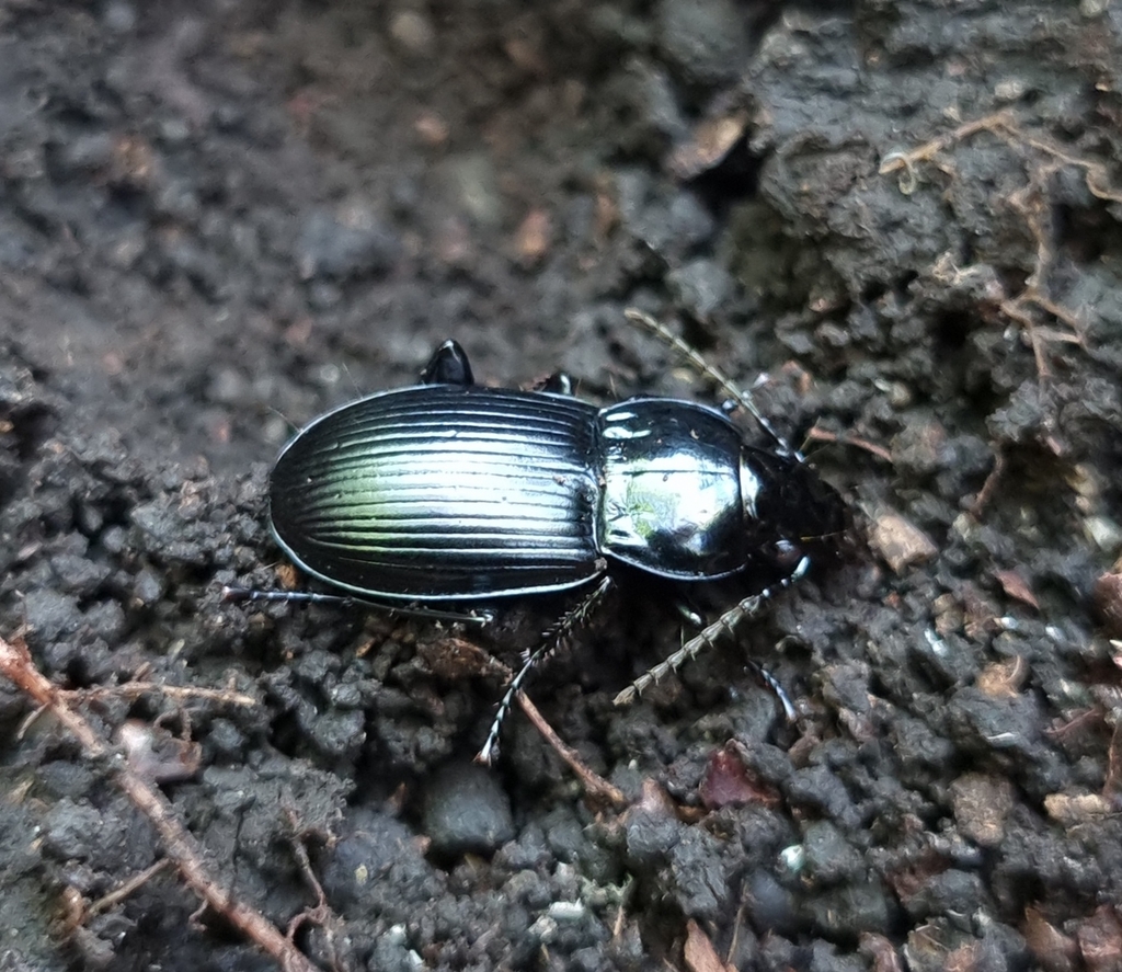 Pterostichus hungaricus