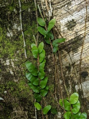 Microgramma nitida