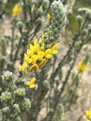 Image of Fives Capegorse by (c) Charleen Brunke, some rights reserved (CC BY)