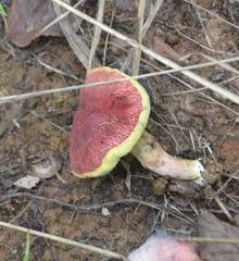 Boletus subfraternus