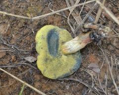 Boletus subfraternus