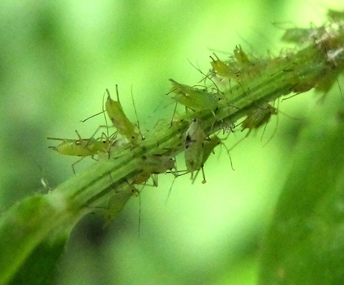 iNaturalist observation photo of Aphids