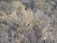 Leptasthenura aegithaloides