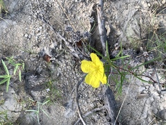 Calylophus