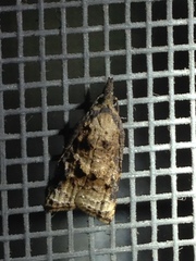 Platynota flavedana