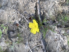 Calylophus