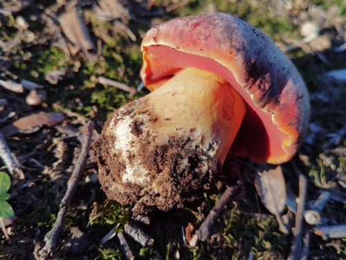 Rubroboletus lupinus — (c) Kristian Bosak, some rights reserved (CC BY)