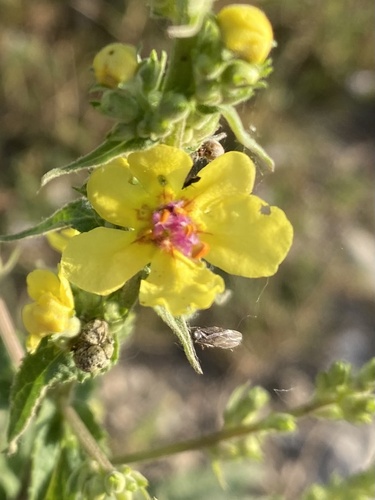 Nettle-leaf mullein (Verbascum chaixii)