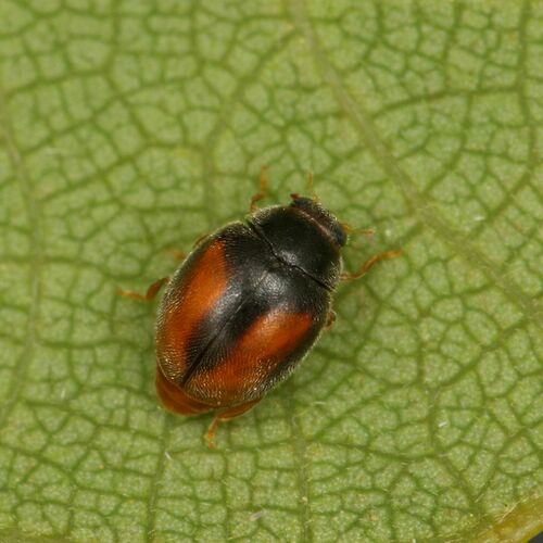 Scymnus nubilus