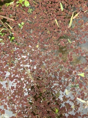 Azolla filiculoides