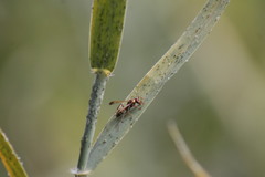 Polistes badius