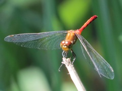Sympetrum rubicundulum