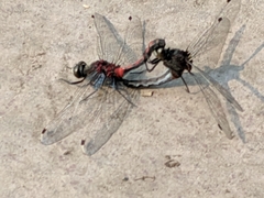 Leucorrhinia borealis