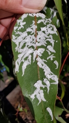 Eucalyptolyma maideni